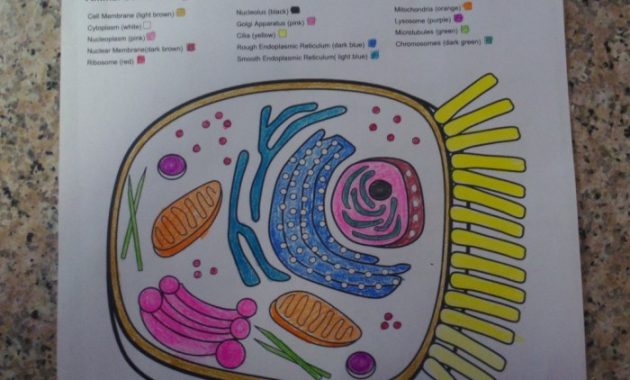 Animal and Plant Cell Coloring Worksheet Key