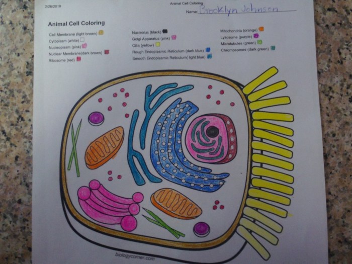 Animal and plant cell coloring worksheet key