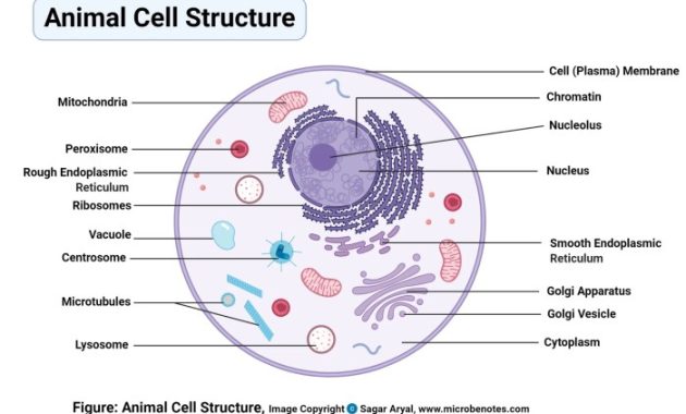 Animal Cell Coloring Answer Key Labeled