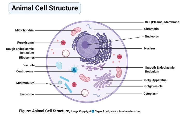 Animal cell coloring answer key labeled