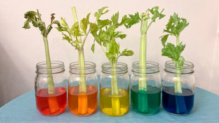 Celery in food coloring