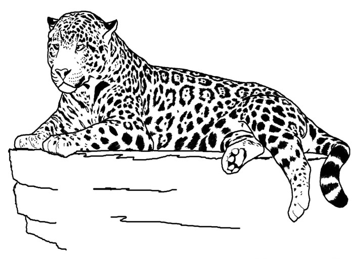 Cheetah drawing coloring draw pages printable kids running easy drawings face line print outline clipart baby cub realistic cartoon leopard