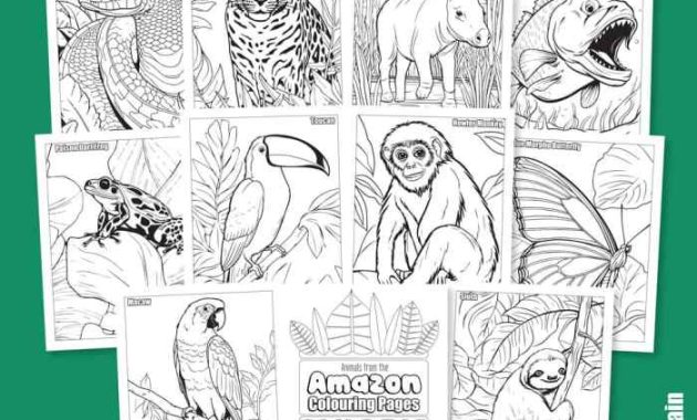 Coloring Pages of Rainforest Animals