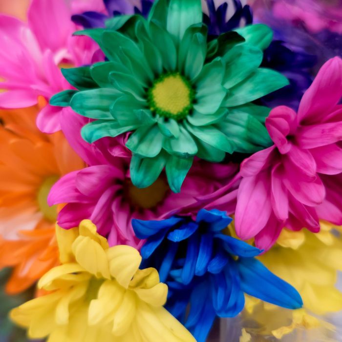 Flowers with food coloring