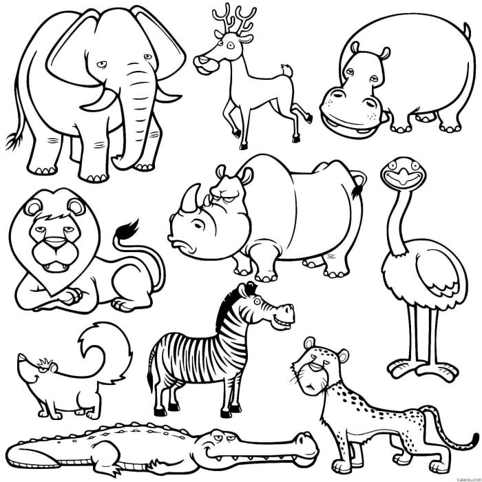 Wild animals coloring book