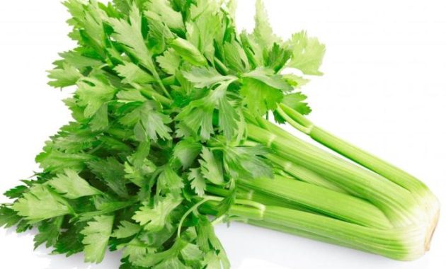 Celery in Food Coloring A Comprehensive Study