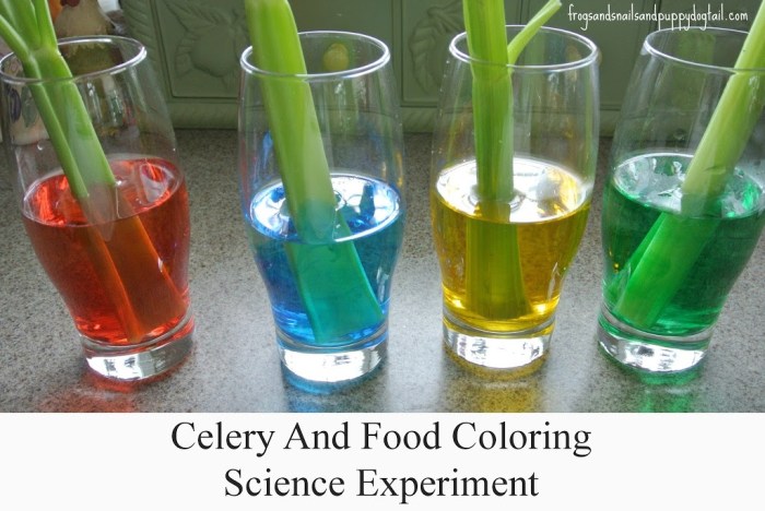 Science experiments food coloring