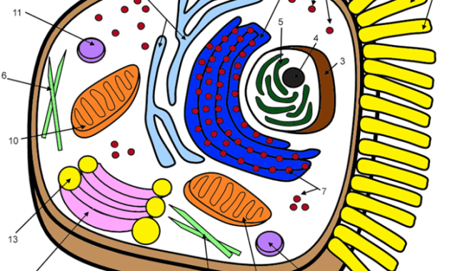 Animal Cell Coloring Work Biology Center