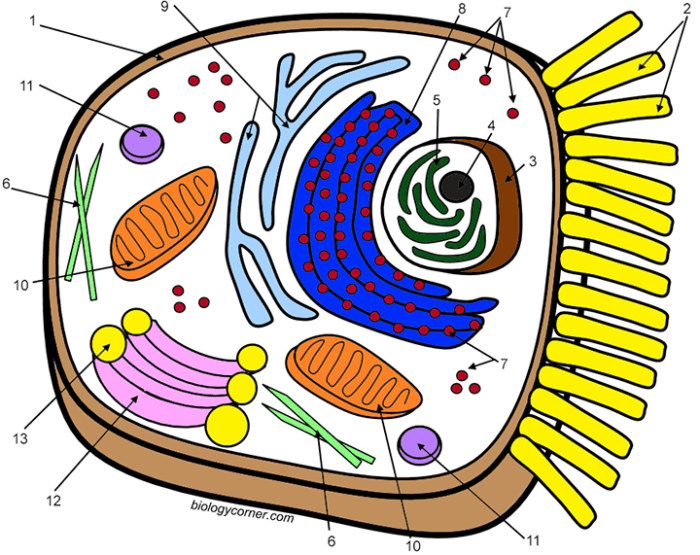 Animal cell coloring work biology center