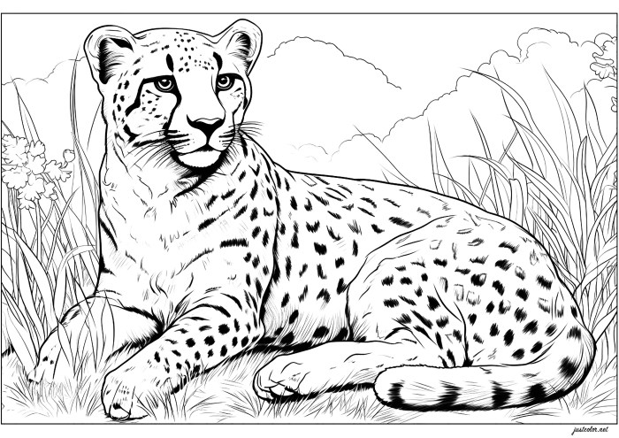 Coloring sheets animals cheetah