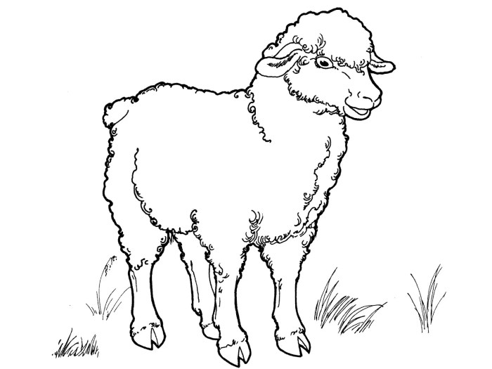 Animal coloring pages sheep