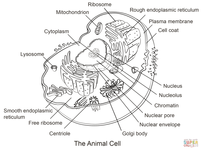 Animal cell coloring work biology center